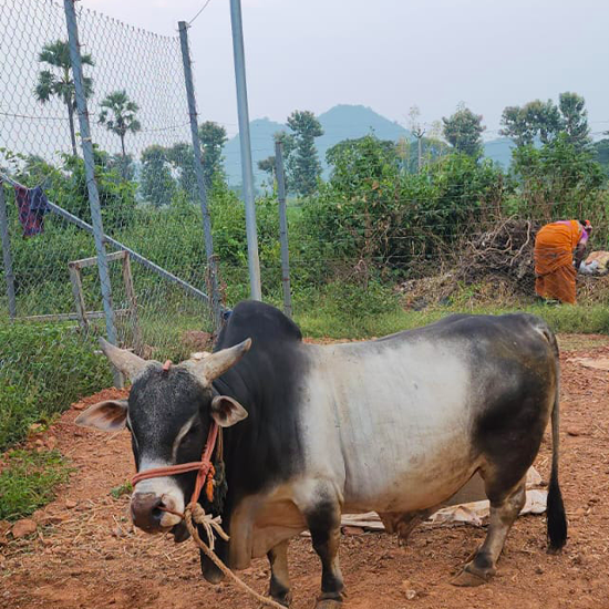 Punganur Bulls