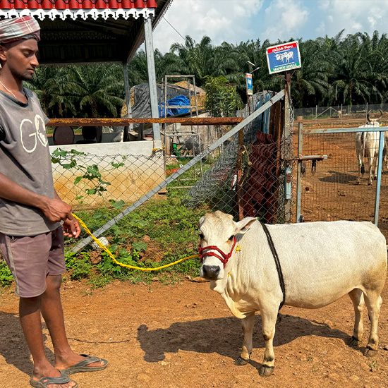 Pregnant Cows