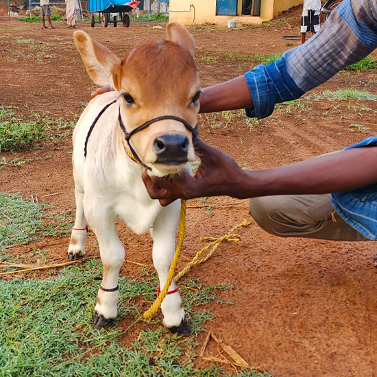 Nadipathy Nano Cows