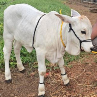 Miniature Single Cows